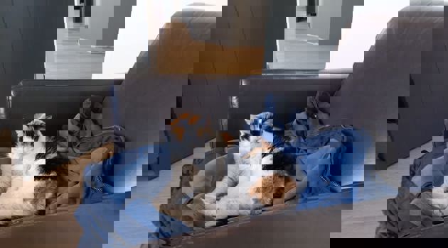 dsyrnms0_WhatsApp Image 2025-03-16 at 17.10.14.jpeg