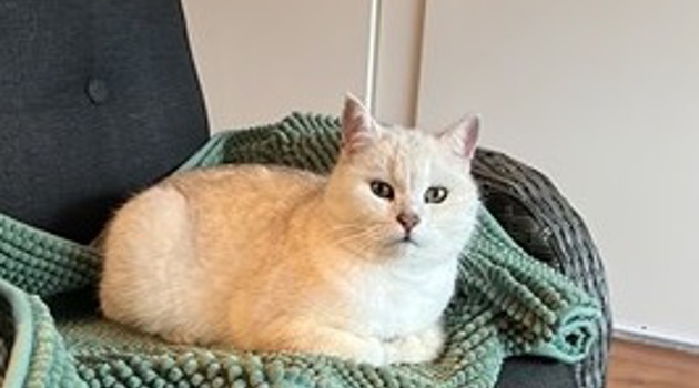 King Arthur 20380462