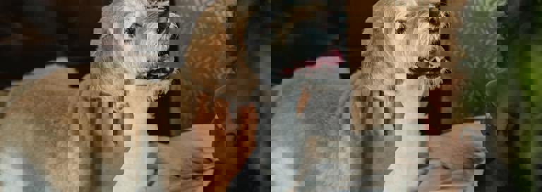 Pexels Samson Katt 5255526 (1)