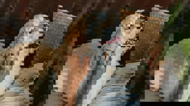 Pexels Samson Katt 5255526 (1)