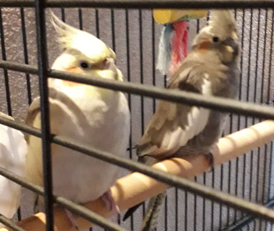 vogels.jpg