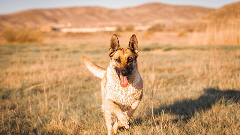 hond in de duinen