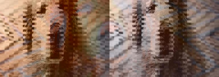 Pexels Jnegrets 2123773