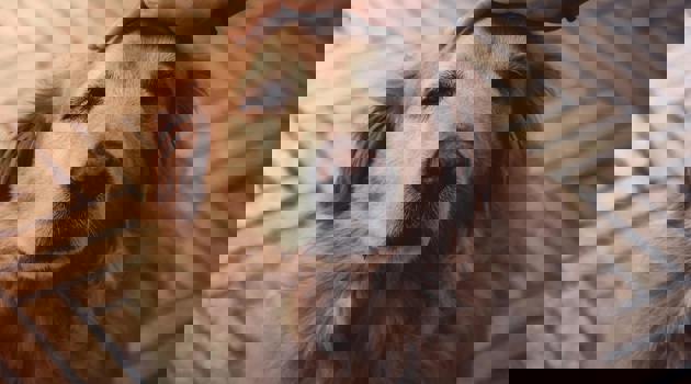 Pexels Jnegrets 2123773