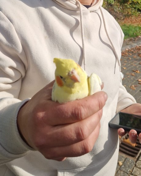 Vogel Valkparkiet