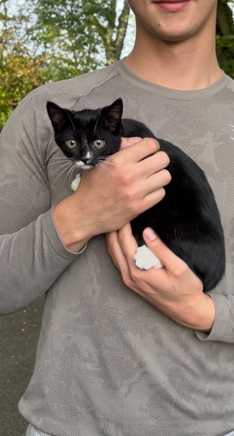 Kat Overige rassen