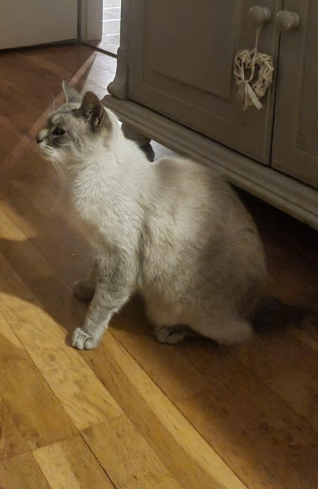 Kat Siamees