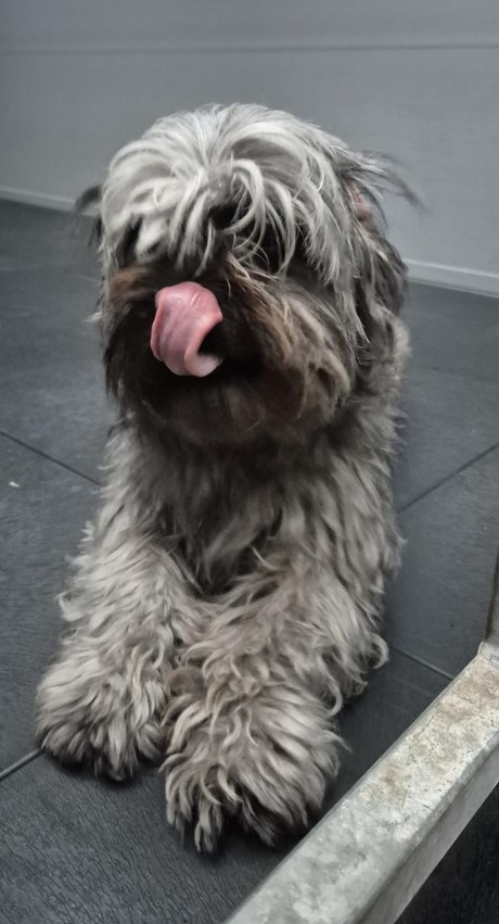 Hond Boomer