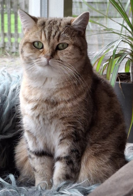 Kat Brits korthaar