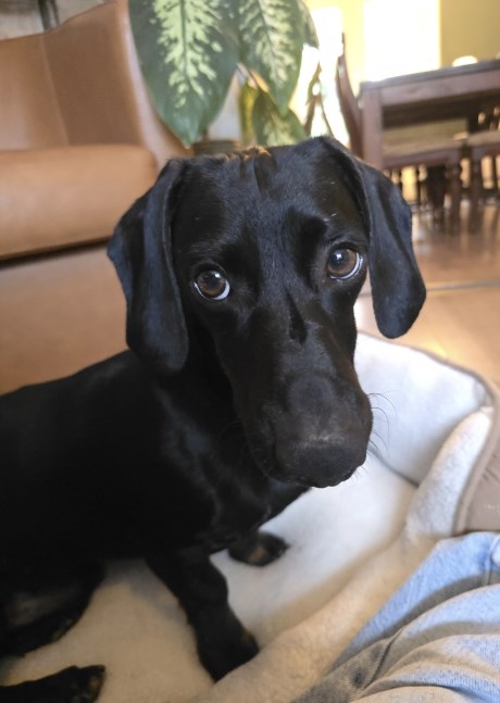 Hond Teckel