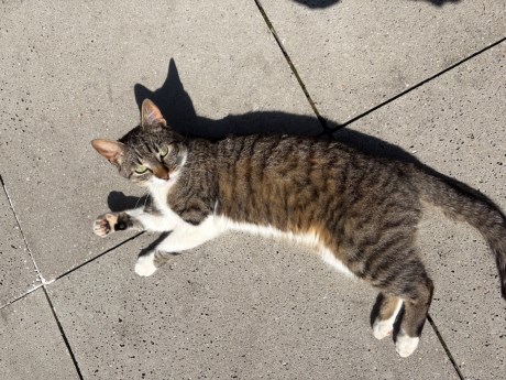 Kat Europese korthaar of huiskat