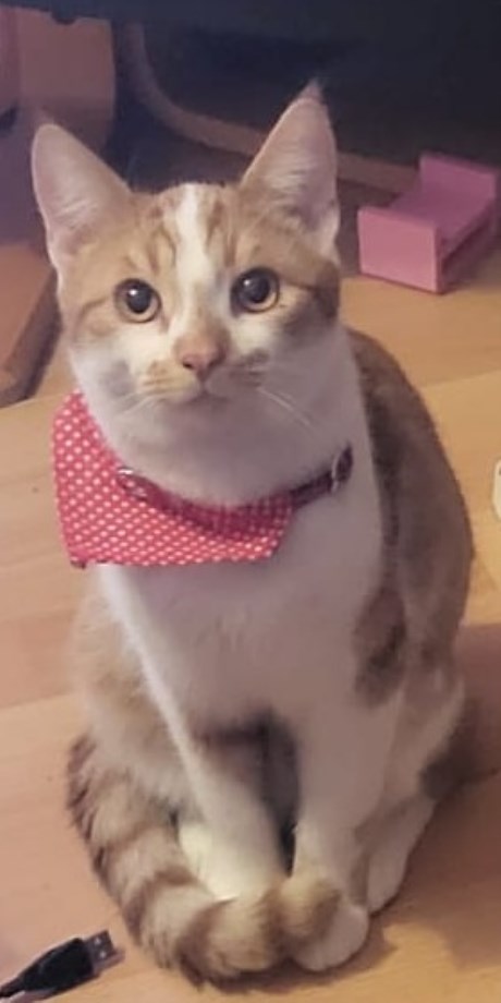 Kat Europese korthaar of huiskat