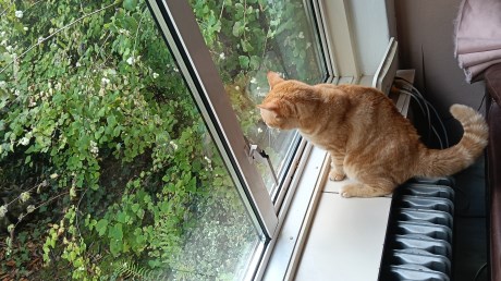 Kat Europese korthaar of huiskat