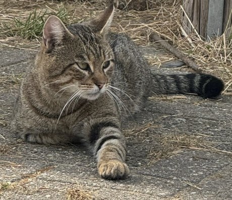 Kat Europese korthaar of huiskat