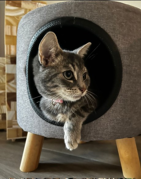 Kat Europese korthaar of huiskat