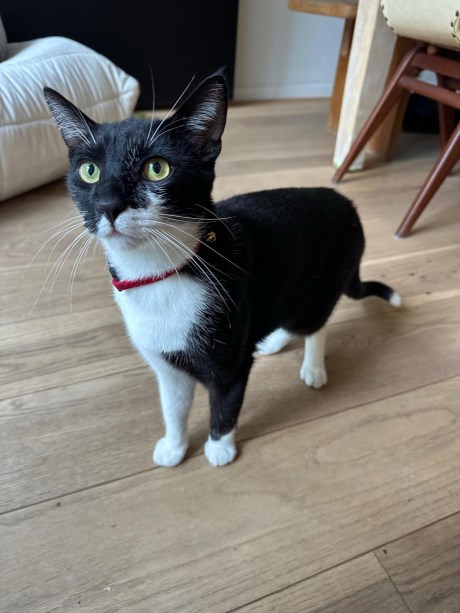 Kat Europese korthaar of huiskat