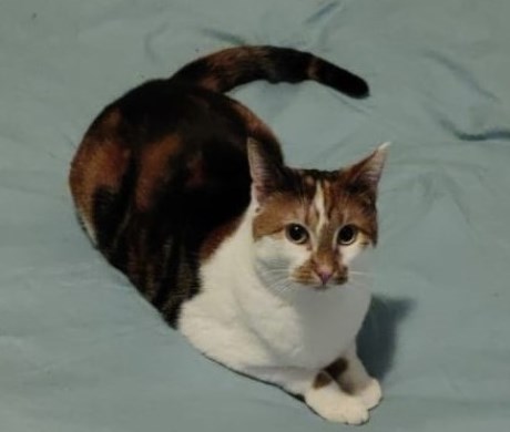 Kat Europese korthaar of huiskat