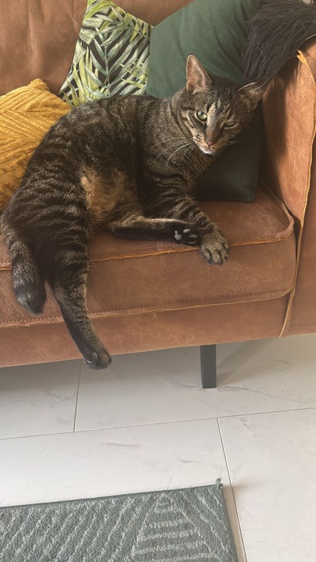 Kat Europese korthaar of huiskat