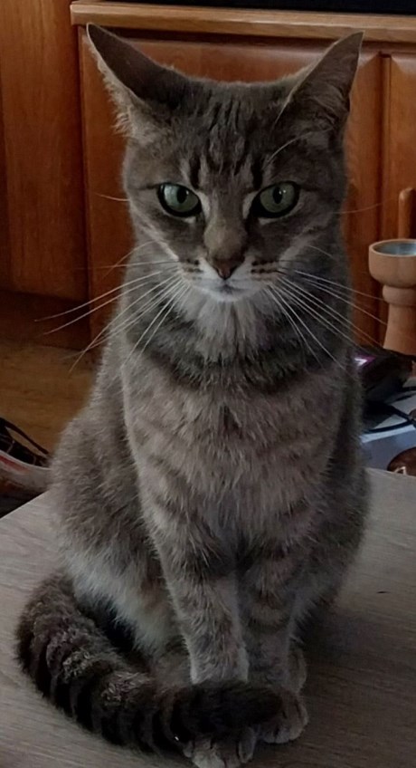 Kat Europese korthaar of huiskat