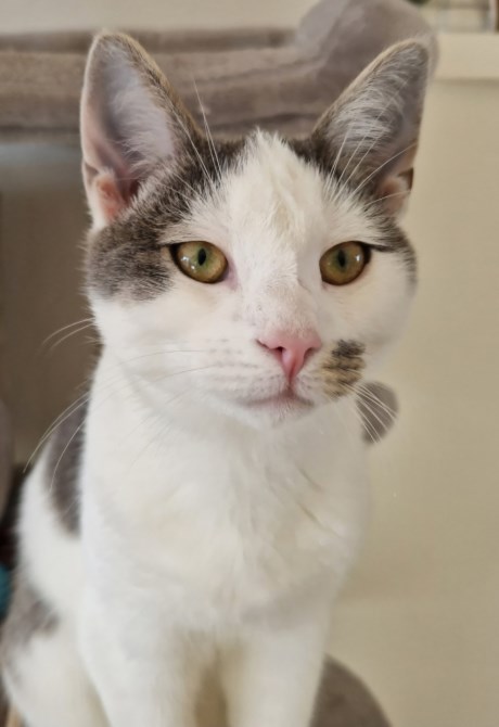 Kat Europese korthaar of huiskat