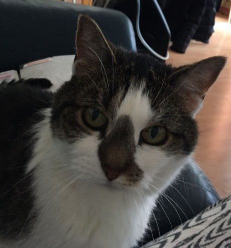 Kat Europese korthaar of huiskat