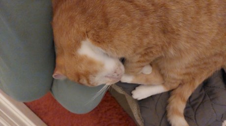 Kat Europese korthaar of huiskat