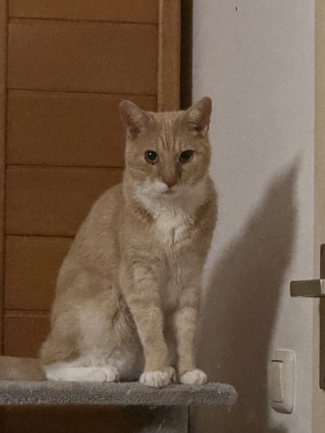 Kat Europese korthaar of huiskat