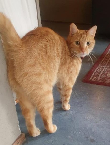 Kat Europese korthaar of huiskat