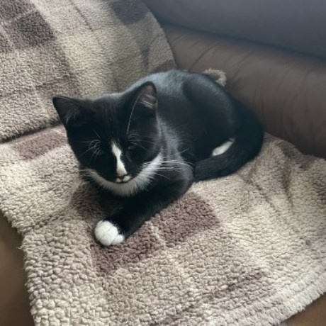 Kat Europese korthaar of huiskat