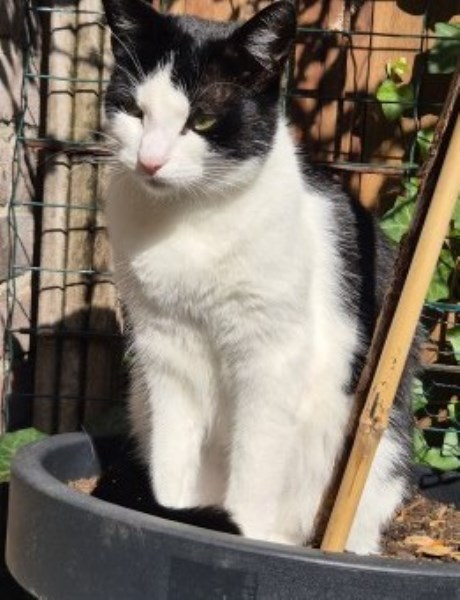 Kat Europese korthaar of huiskat