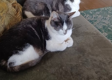 Kat Europese korthaar of huiskat