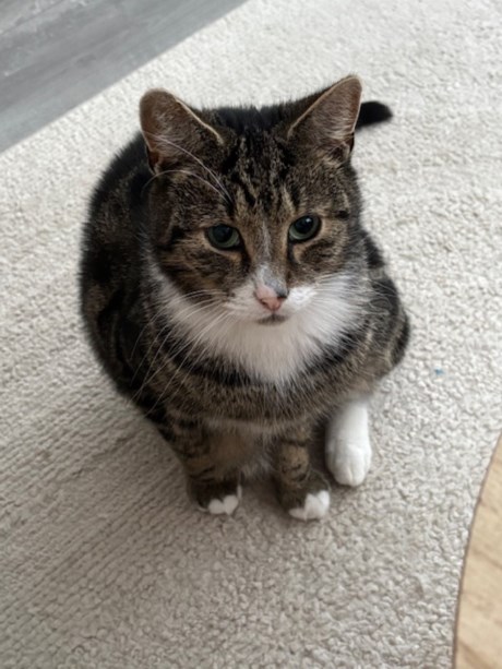 Kat Europese korthaar of huiskat