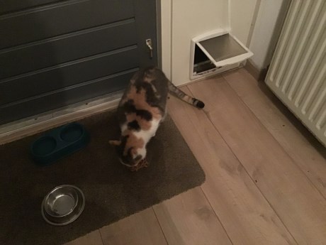 Kat Europese korthaar of huiskat