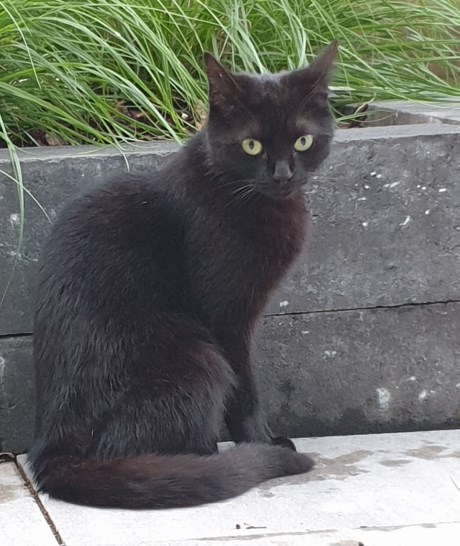 Kat Europese korthaar of huiskat