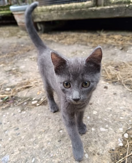 Kat Europese korthaar of huiskat