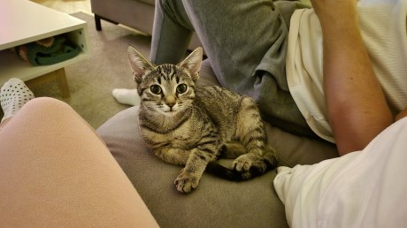 Kat Europese korthaar of huiskat