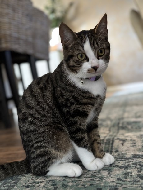 Kat Europese korthaar of huiskat