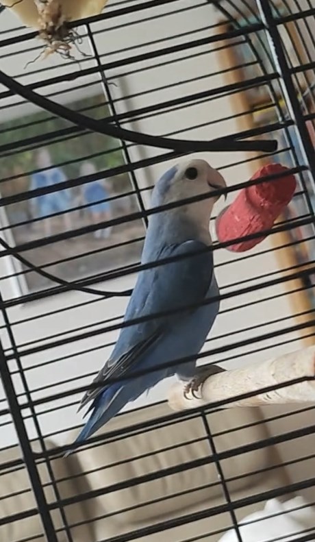 Vogel (Dwerg-)papegaai