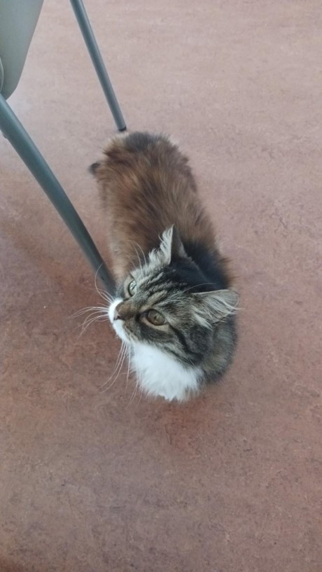 Kat Maine Coon X