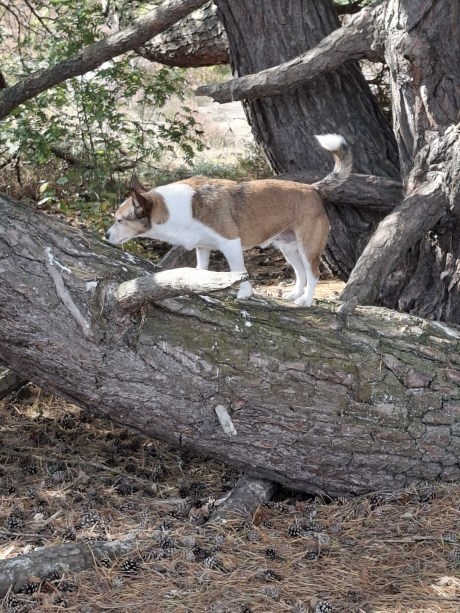 Hond Kruising