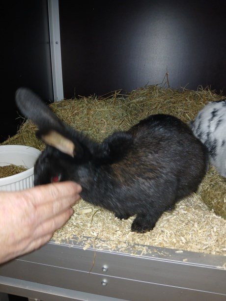 Knaagdier / Haasachtige Konijn