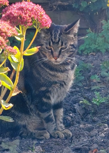 Kat Europese korthaar of huiskat