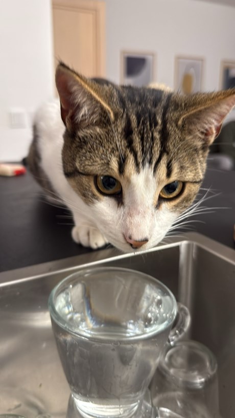 Kat Europese korthaar of huiskat