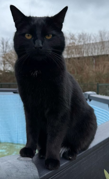 Kat Europese korthaar of huiskat