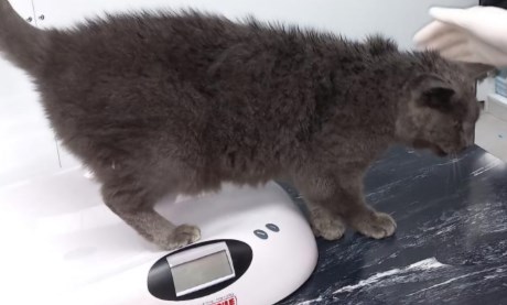 Kat Europese korthaar of huiskat