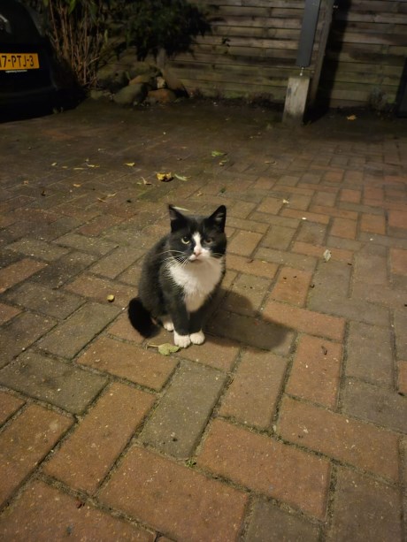 Kat Europese korthaar of huiskat