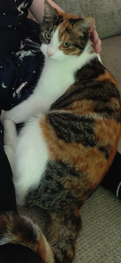 Kat Europese korthaar of huiskat