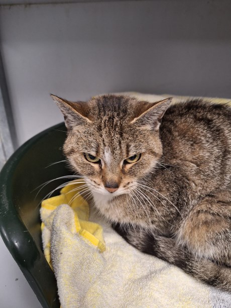 Kat Europese korthaar of huiskat