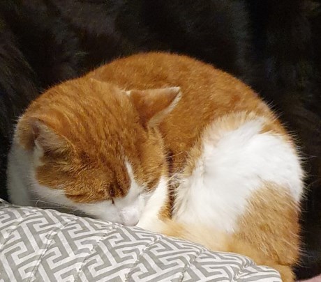 Kat Europese korthaar of huiskat