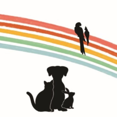 Kat Europese korthaar of huiskat